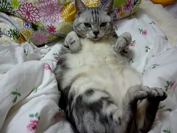 どんな姿勢でもいただきます。