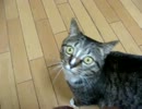 猫が何かうったえてきた　 Part 2