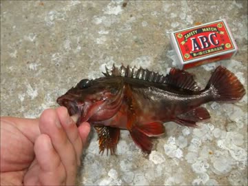 バイクと野外料理、そして海釣り