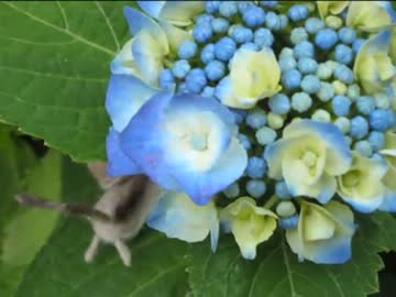 羊毛フェルトでカタツムリ作って撮ってみた。