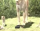 鎌首の『AFRIKA』満喫生活(23)