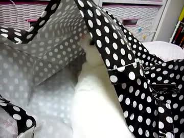 入ってみたものの逃走する白猫