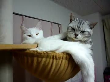 アメショ「調子に乗りおって…白小僧」