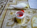 オカメインコのゆず