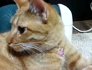 マッサージ大好きなねこ