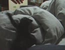 【黒】仔猫の遊び【猫】