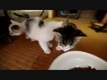 【生後】なんだ、ただの大戦略か【25日目】