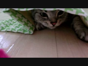もぐらねこ