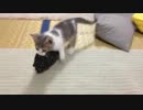 【猫】どこへ運ぼうというのかね【そら】
