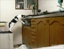 【夜な夜な猫集会】イタズラしたい白小
