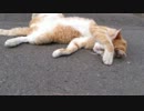 アスファルトの温もりにやられてしまったネコ
