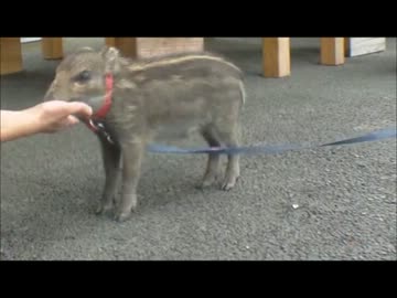 いってみたらこんなんなった。【奥武蔵ＧＬ・うり坊】withＺＺＲ４００