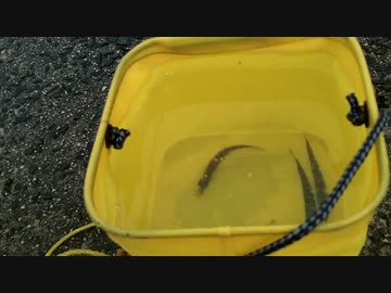 【初心者向け】簡単釣り紹介　その１　サビキ釣り　もちょお