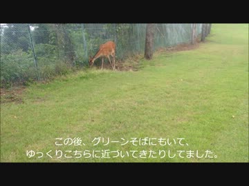 ゴルフ場の鹿＠チェックメイトCC