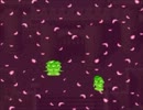 故郷を想い、一人暮らし広島暮らしが聖剣伝説Ⅲを実況プレイ　第二十回