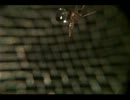 降って来た水滴に飛んでる蚊がぶつかる瞬間