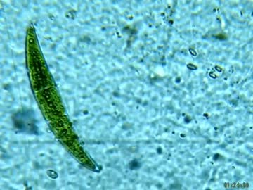 ミカヅキモが増えるよ