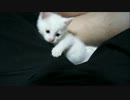 うちに白い子猫がやってきた６