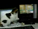 猫に猫動画を見せてみた