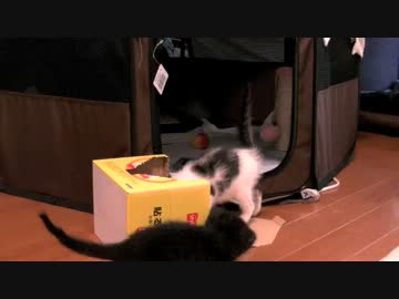 くるねこ大和　20120620　遊ぶチビッ胡