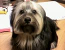 ul(ウル)　犬　うーちゃん！！