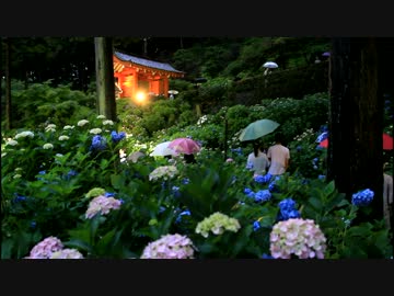 三室戸寺(ライトアップ)