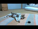 ぬこ様のご遊戯
