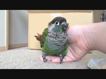 チビ【ベストポジション】