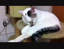 kou0621.MOV