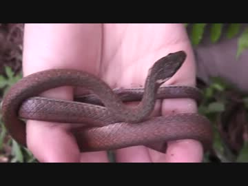 里山で両生類、爬虫類を探す！前編【やどけん！】