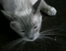 くつろげない猫 【ラグドール】