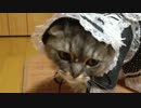 おめかしラリーちゃん