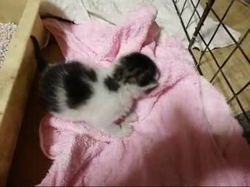 【ぬこ】二度あることは三度ある？赤ちゃん捨て猫保護しました・・・　