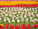 euphoric_field.wmv