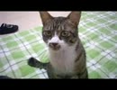 はじめての猫飼い041　～携帯発掘動画～