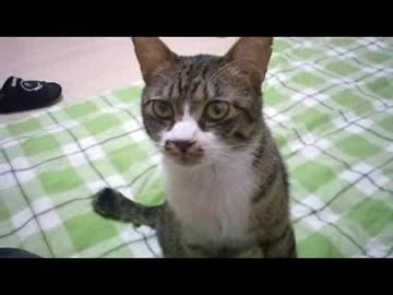 はじめての猫飼い041　～携帯発掘動画～