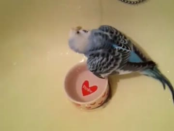 インコさんの水浴び動画