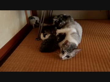 【生後】なんだ、ただの授乳シーンか【１か月】