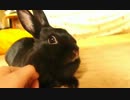 なでなで　U。・x・)