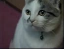 しゃべるぬこに萌えっとしてしまう+.(*ﾉｪﾉ)ﾟ+