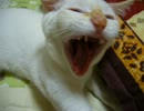家に子猫がやって来た72～茶々とチロル編～