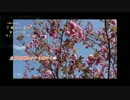 【地域紹介PV】The story of cherry blossom in Toyama city