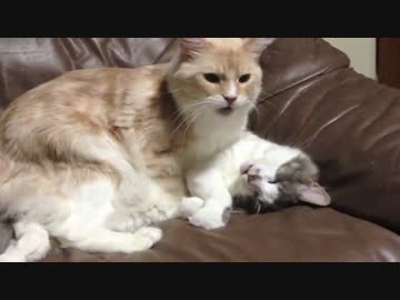 うちの毛玉が寝込みを襲われる