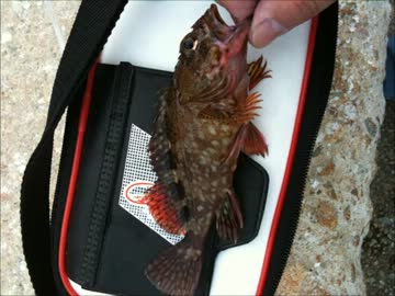 バイクと野外料理、そして海釣り　その２