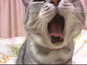 魅惑の香りにはっとする、マンチカンのねむさん