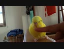 セキセイインコ　トコトコ