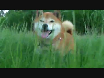 柴犬ジロー　ささやかなこの人生