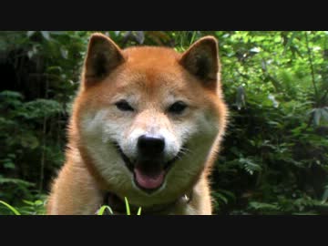 柴犬ジロー　沢遊び