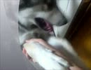 仔犬成長記録５