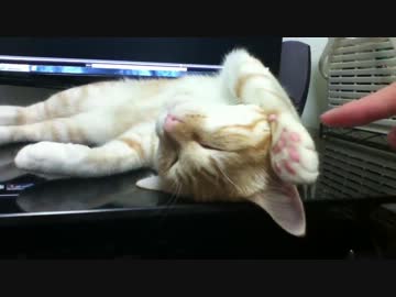 だらしねぇなぁ猫 #17